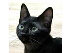 Adopt Queenie a All Black Domestic Mediumhair / Mixed cat in Cumming