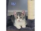 Adopt Fez a Domestic Shorthair / Mixed (short coat) cat in Port Clinton