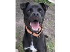 Adopt Pine a Black Labrador Retriever / Mixed dog in San Antonio, TX (38833583)