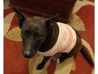 Adopt Nausica a Black - with White Labrador Retriever / Mixed dog in Round Rock