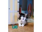 Adopt Leo a Domestic Shorthair / Mixed (short coat) cat in Port Clinton