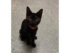 Adopt Estella a Domestic Mediumhair / Mixed (short coat) cat in Batesville