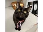 Adopt Callisto a Domestic Shorthair cat in Knoxville, TN (38839326)