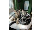 Adopt Gruyere a Domestic Shorthair / Mixed cat in Ferndale, MI (38841302)
