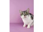 Adopt Lucy a Gray or Blue (Mostly) Domestic Shorthair / Mixed (short coat) cat