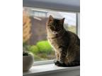 Adopt Buttercup a Tan or Fawn Tabby Domestic Shorthair / Mixed (short coat) cat