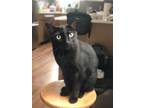 Adopt Hershey a All Black Domestic Shorthair / Mixed (short coat) cat in