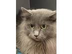Adopt Lorelai a Gray or Blue Domestic Longhair / Mixed (long coat) cat in
