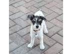 Adopt Pastrami a Black - with White Terrier (Unknown Type