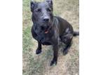 Adopt CHINO a Black Labrador Retriever / German Shepherd Dog / Mixed dog in