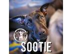 Adopt Sootie Waller Baby a Brindle Terrier (Unknown Type