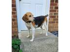 Adopt Scoobie a Brown/Chocolate - with White Beagle / Beagle / Mixed dog in