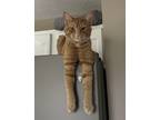 Adopt Taz a Orange or Red Tabby Domestic Shorthair / Mixed (short coat) cat in