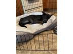 Adopt Alvin a Black German Shepherd Dog / American Pit Bull Terrier / Mixed dog