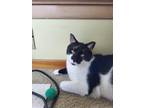 Adopt Catticus a Black & White or Tuxedo Domestic Shorthair / Mixed (short coat)