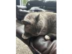 Adopt Snowball a Gray or Blue (Mostly) Tonkinese / Mixed (medium coat) cat in