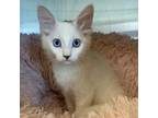 Adopt Reef a White Domestic Shorthair / Mixed cat in Los Angeles, CA (38841022)