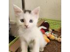 Adopt Coral a White Domestic Shorthair / Mixed cat in Los Angeles, CA (38841019)