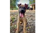 Adopt Ellis a Mixed Breed (Medium) / Mixed dog in Athens, TX (38830868)