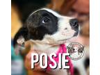Adopt Posie Waller Baby a White Terrier (Unknown Type, Medium) dog in
