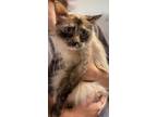 Adopt Luna a Siamese cat in Bolivar, MO (38829442)
