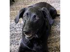 Adopt Scarlett a Black Labrador Retriever / Mixed dog in Spruce Pine