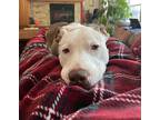 Adopt Daysee a White - with Tan, Yellow or Fawn American Pit Bull Terrier /