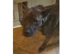 Adopt Penny a Brindle American Staffordshire Terrier / American Pit Bull Terrier