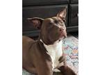 Adopt Jax a Brown/Chocolate - with White American Pit Bull Terrier / Mixed dog