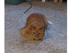 Adopt Vetra a Orange or Red Tabby Tabby / Mixed (medium coat) cat in Wyoming