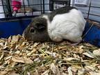 Adopt Chandler a Guinea Pig small animal in Bloomington, IN (38831520)