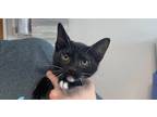Adopt Winslow a Domestic Shorthair / Mixed cat in Bolivar, MO (38838995)