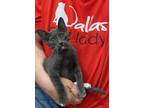 Adopt Squirt 2973 a Gray or Blue Domestic Shorthair / Mixed cat in Dallas