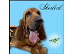 Adopt Sherlock a Red/Golden/Orange/Chestnut Bloodhound / Mixed dog in Troy