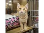 Adopt DeSoto a Orange or Red Domestic Mediumhair / Mixed cat in Rochester