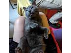 Adopt Bob a Gray or Blue Domestic Shorthair / Mixed cat in West Olive