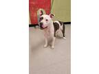 Adopt CEELO a White - with Gray or Silver American Pit Bull Terrier / Mixed dog