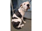 Adopt MOLLY a White - with Black American Staffordshire Terrier / Mixed dog in