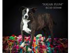 Adopt *SUGAR PLUM a Brindle American Pit Bull Terrier / Mixed dog in