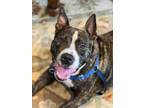 Adopt *HARTWIN a Brindle - with White American Pit Bull Terrier / Mixed dog in