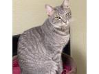 Adopt Angel a Gray or Blue Domestic Shorthair / Mixed cat in Titusville