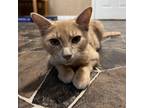 Adopt Blondie a White (Mostly) Domestic Shorthair / Mixed cat in Marion
