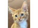 Adopt Pistachio a Orange or Red Domestic Mediumhair (medium coat) cat in