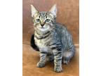 Adopt Rocky Road a Brown Tabby Domestic Shorthair (short coat) cat in