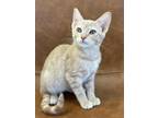 Adopt Salted Caramel a Orange or Red Domestic Shorthair (short coat) cat in