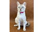 Adopt Amelia a White (Mostly) Domestic Shorthair (short coat) cat in Scottsdale