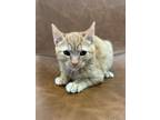 Adopt Peach Sorbet a Orange or Red Tabby Domestic Shorthair (short coat) cat in
