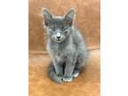 Adopt Cherry a Gray or Blue Domestic Shorthair (short coat) cat in Scottsdale