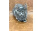 Adopt Blue Bell a Gray or Blue Domestic Shorthair (short coat) cat in