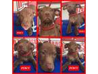 Adopt Percy a Tan/Yellow/Fawn Redbone Coonhound / Australian Terrier dog in Ola